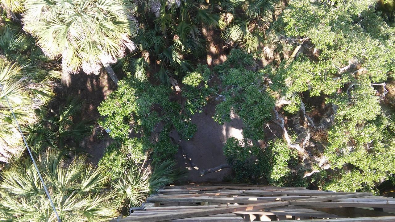 Pohled z výšky na lesní koruny a dřevěnou vyhlídkovou věž v Myakka River State Parku