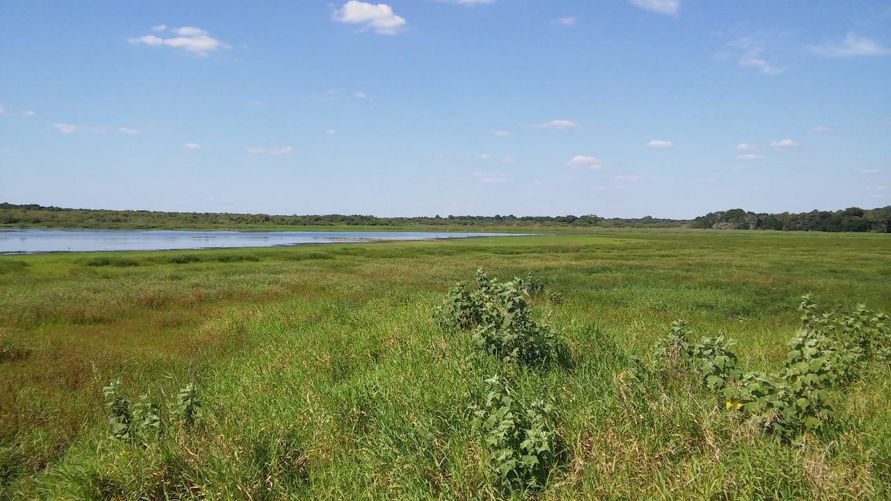 Rozsáhlé mokřady s vysokou trávou, vodní hladinou a modrou oblohou