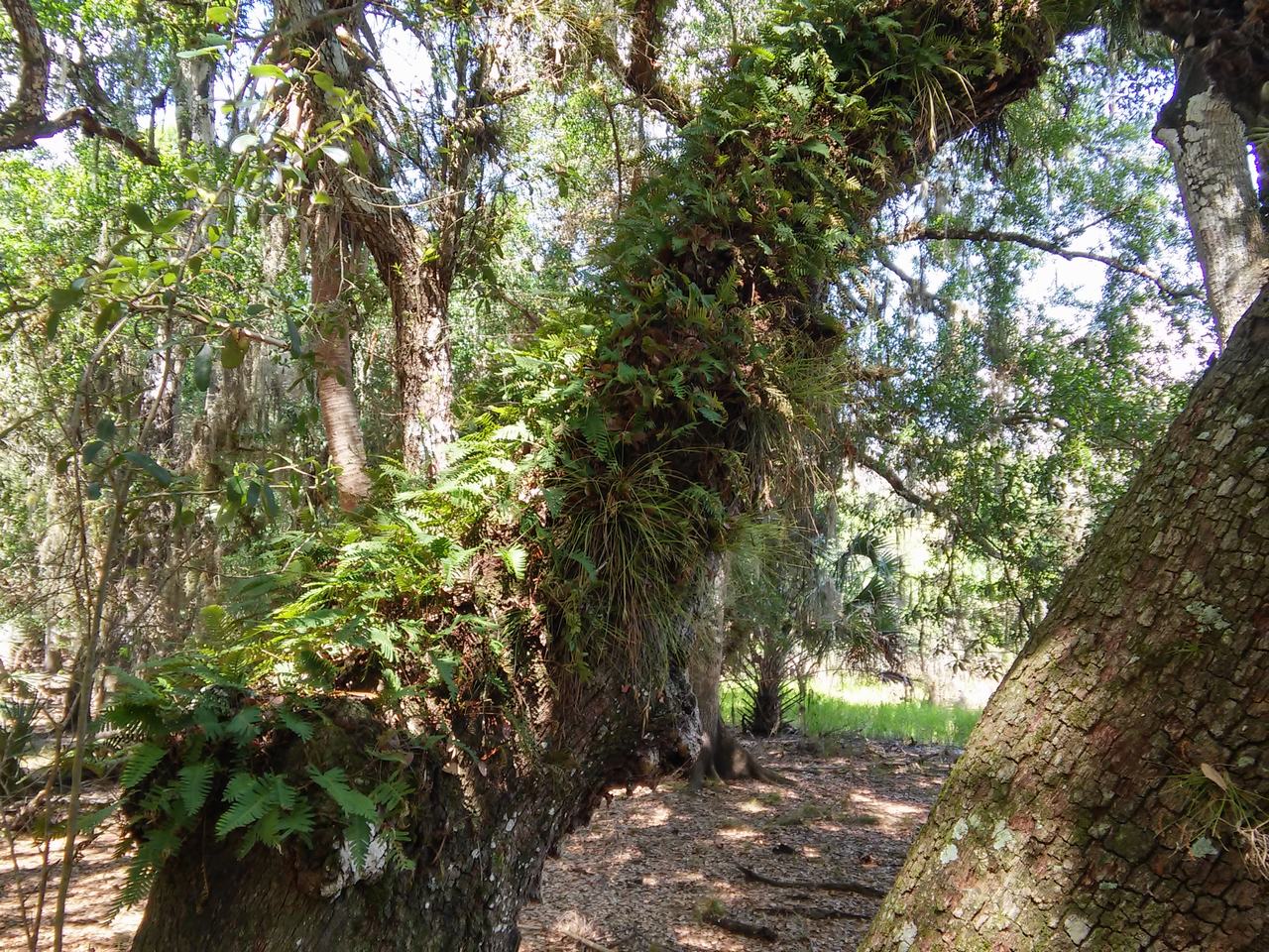 Zalesněná stezka s porostlými stromy a hustou floridskou vegetací