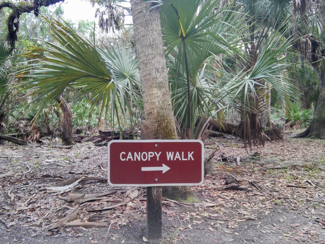 Cedule Canopy Walk s šipkou v tropickém lese Myakka River State Park
