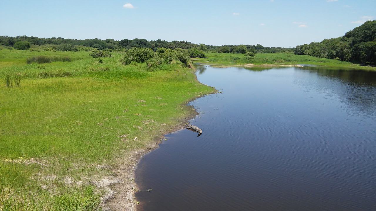 Aligátor u břehu jezera v zelené mokřadní krajině on Myakka River State Park