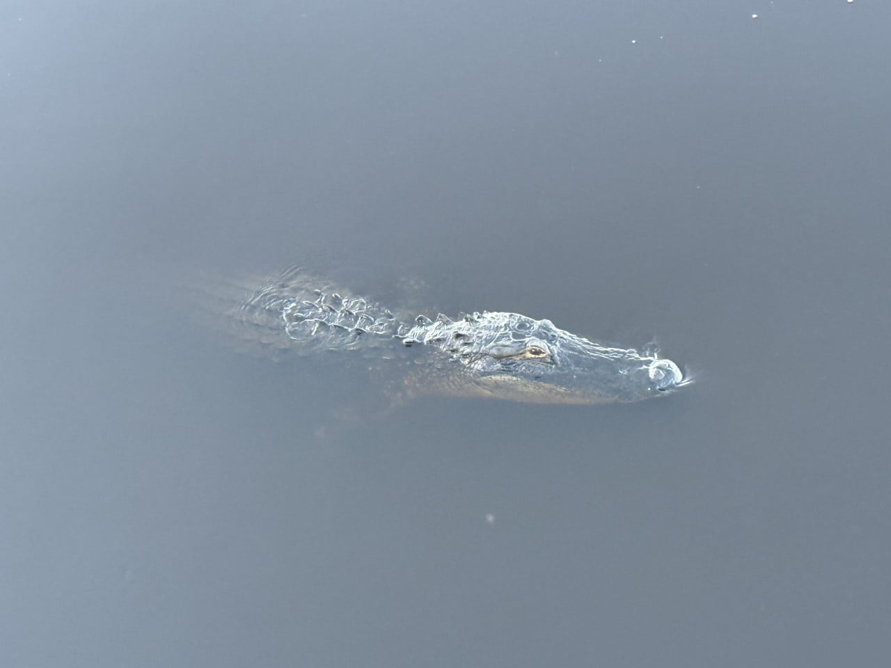 Aligátor plovoucí na hladině klidné vody, viditelná jen hlava a hřbet.