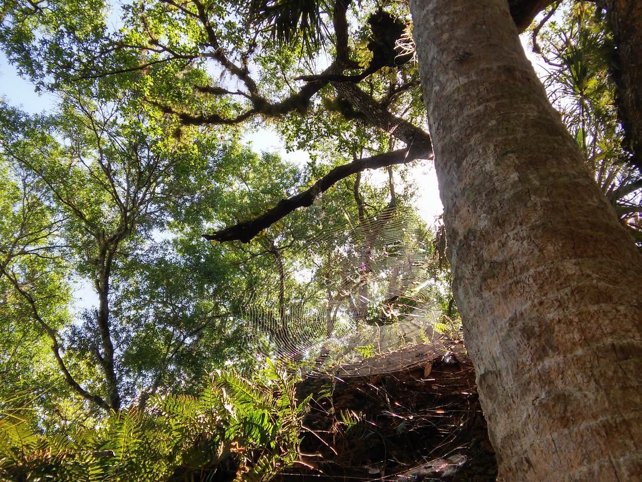 Sluneční světlo prosvítá hustým lesem s pavučinou na stromě.