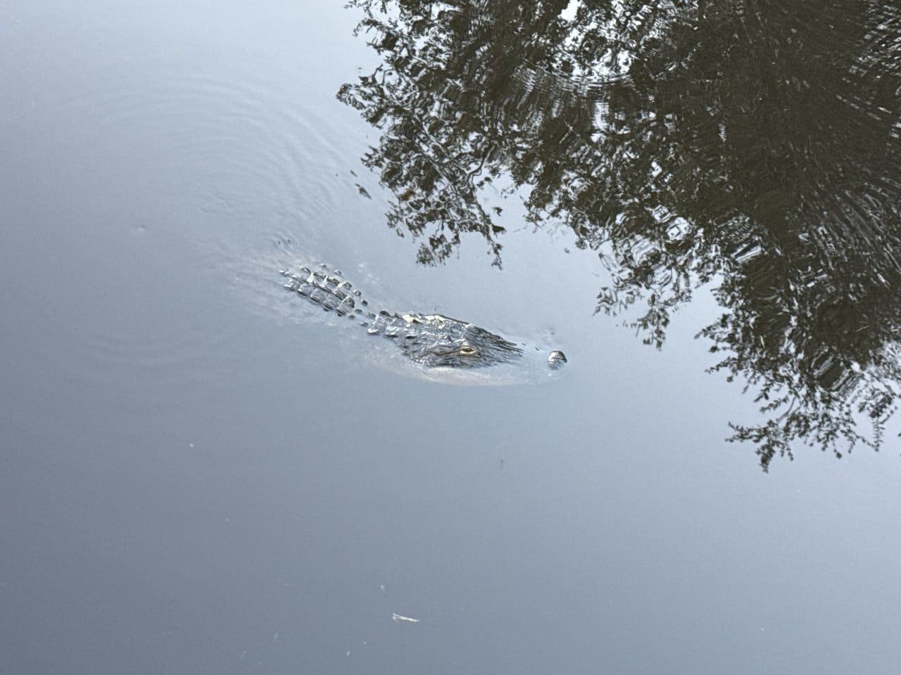 Aligátor plovoucí v klidné vodě s odrazem stromů na hladině