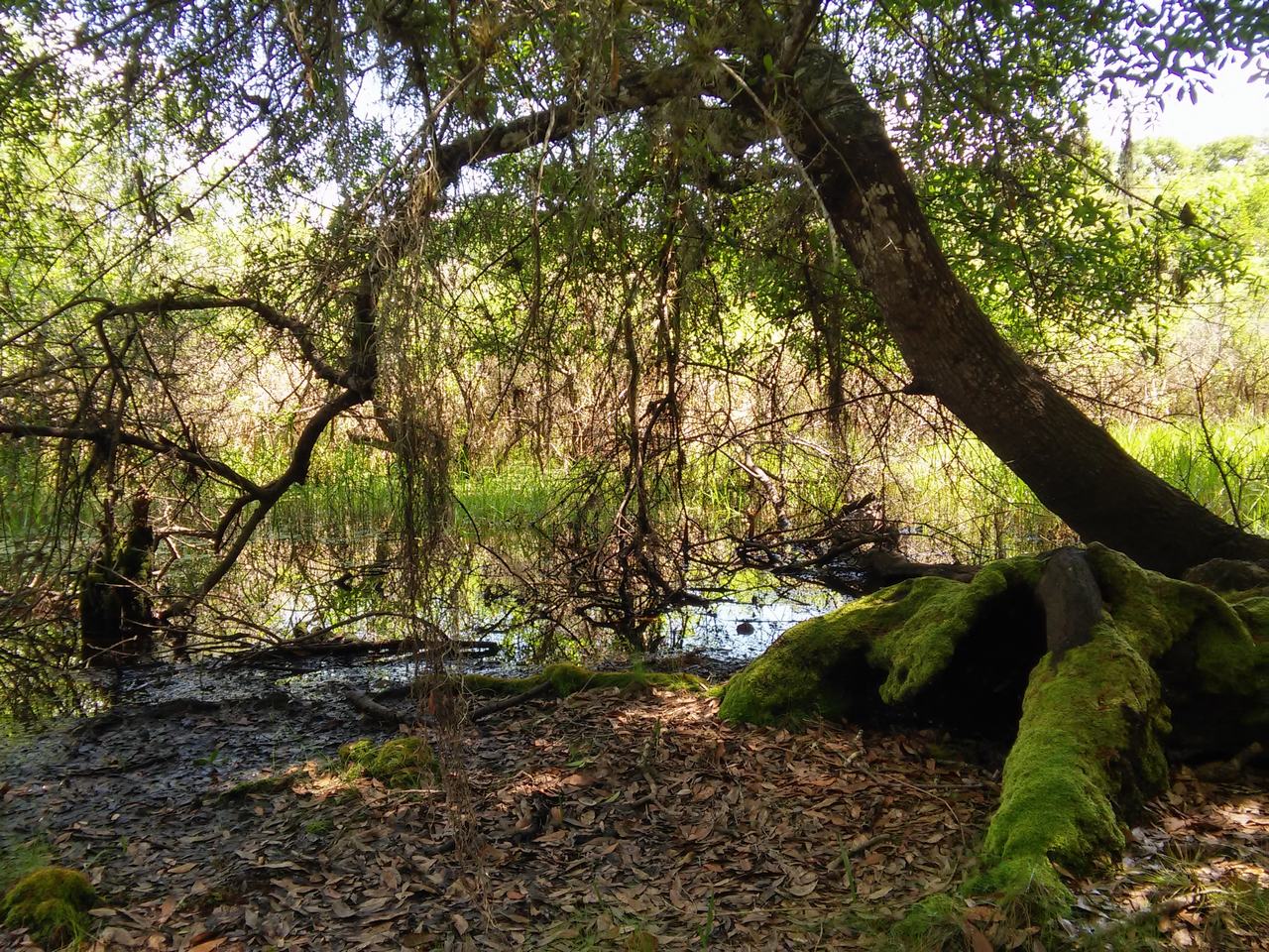 Zalesněný mokřad s vodou, mechem porostlými kořeny a visícími větvemi