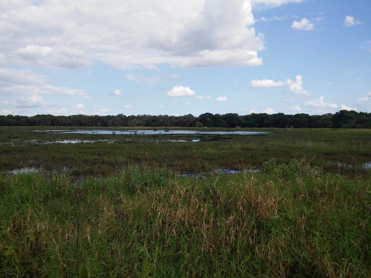 Zelené mokřady a vodní laguny pod oblohou s mraky, bez lidí.