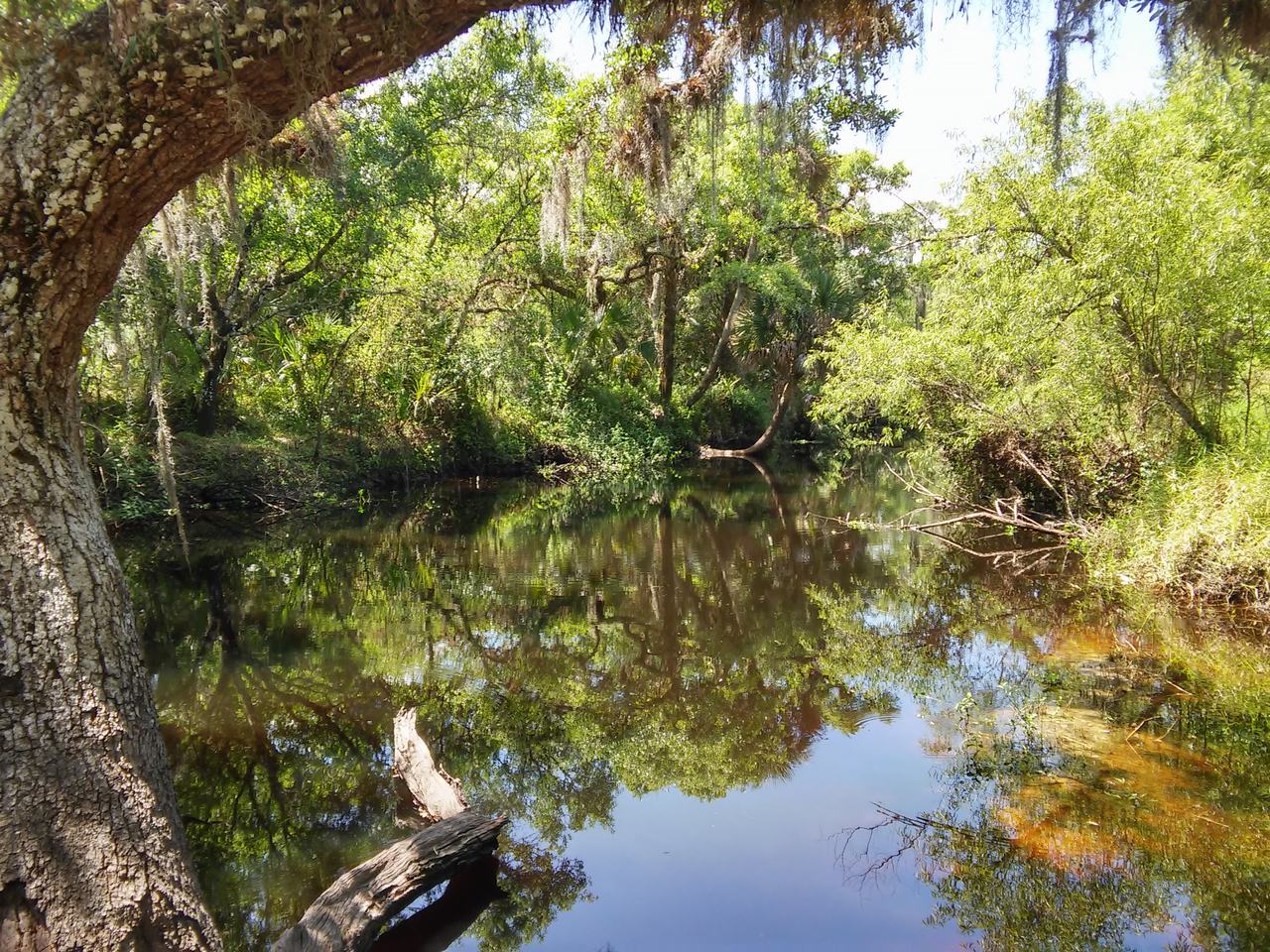 Zalesněný mokřad s klidnou vodou a odrazy stromů v Myakka River State Parku