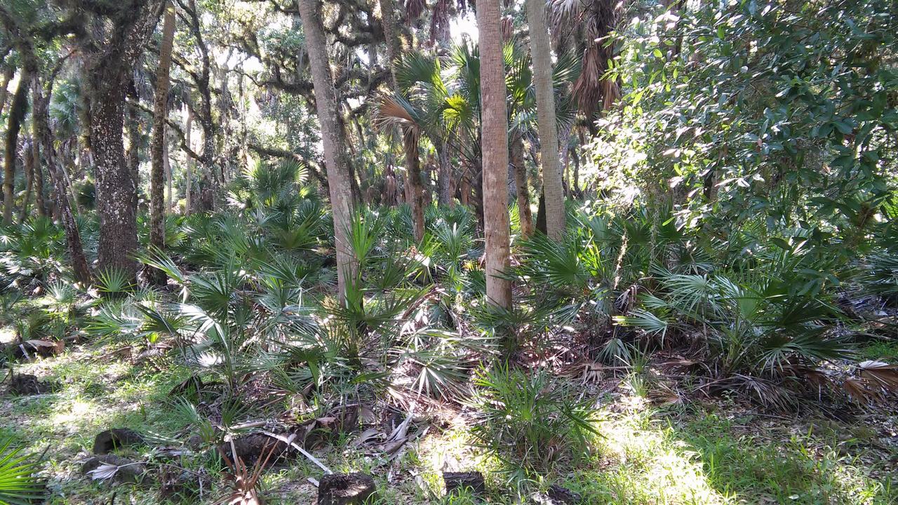 Lesní porost Myakka River State Park s palmami a hustým podrostem vypadajícím jako palmetto.