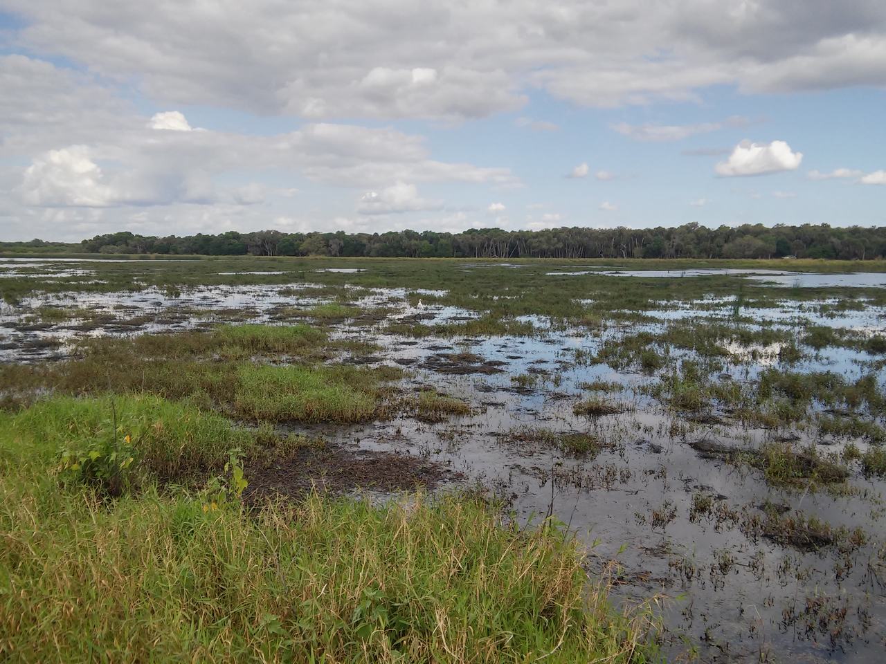 Rozsáhlé bažiny Myakka River State Park s vodními plochami a travinami