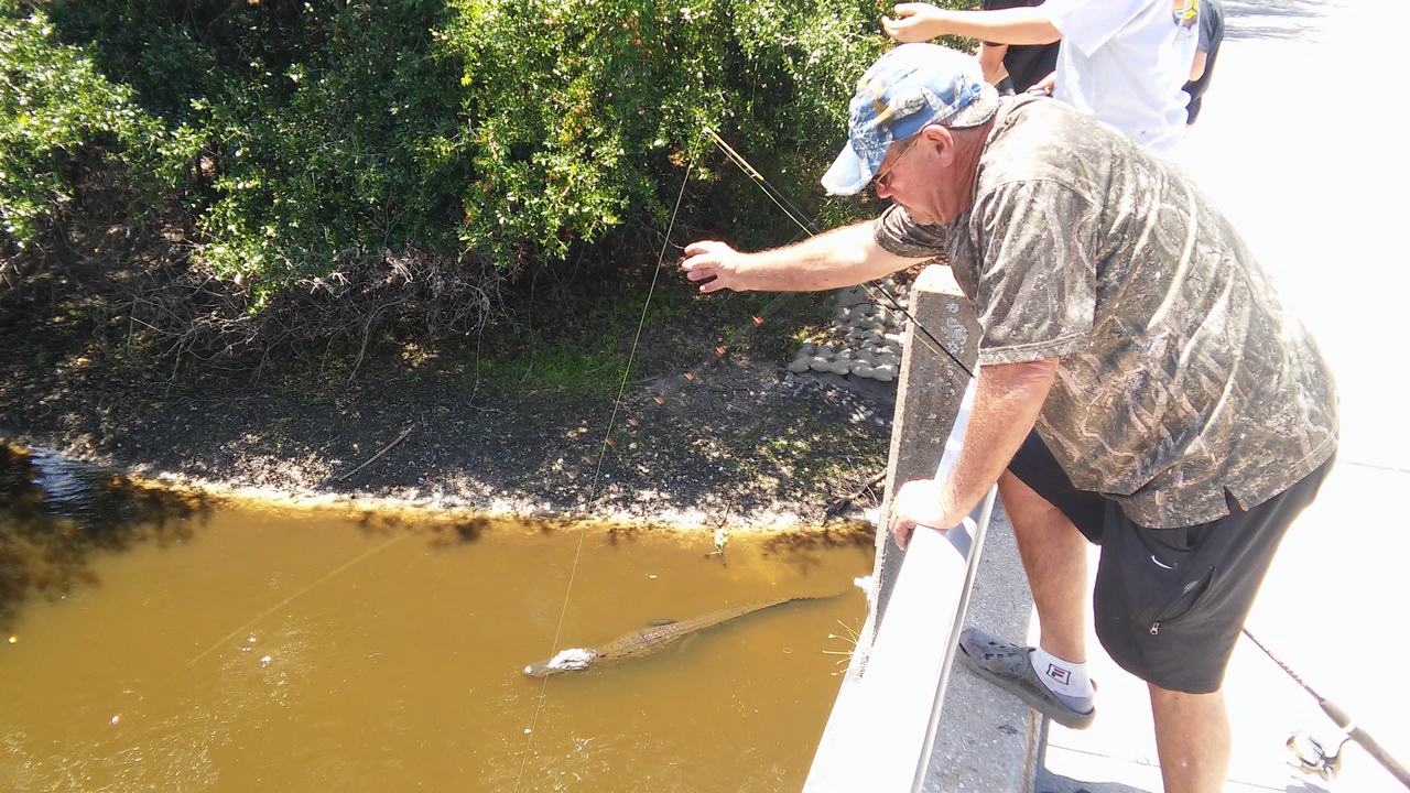 Muži na mostě krmí aligátora v kalné řece pod nimi