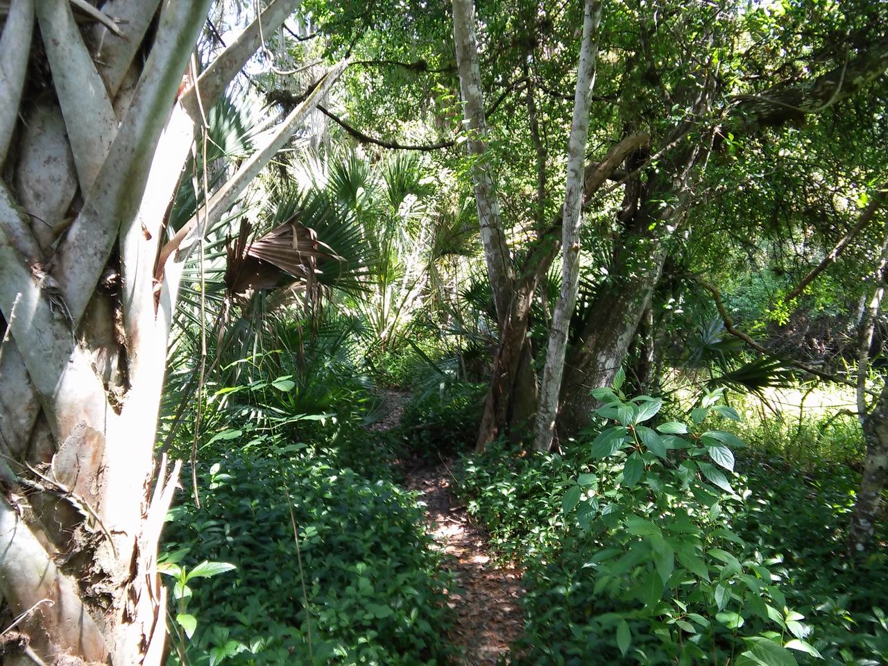 Úzký lesní stezkou v husté tropické vegetaci Myakka River State Parku