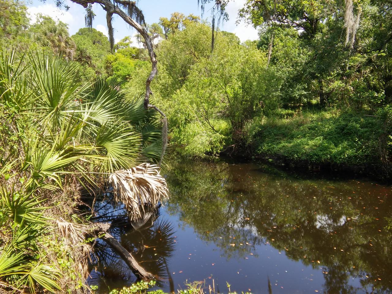 Zalesněná říčka v Myakka River State Park s palmami a visícími větvemi