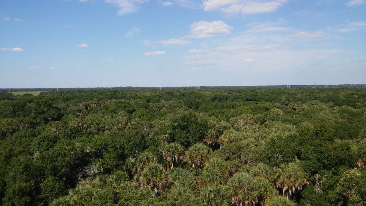 Letecký pohled na hustý zelený les a modrou oblohu s mraky