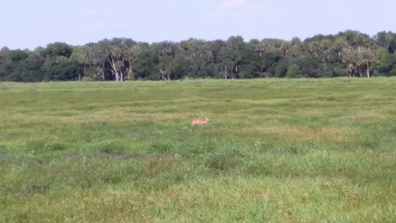 Rozlehlá mokřadní louka s běžícím jelenem a lesem v pozadí