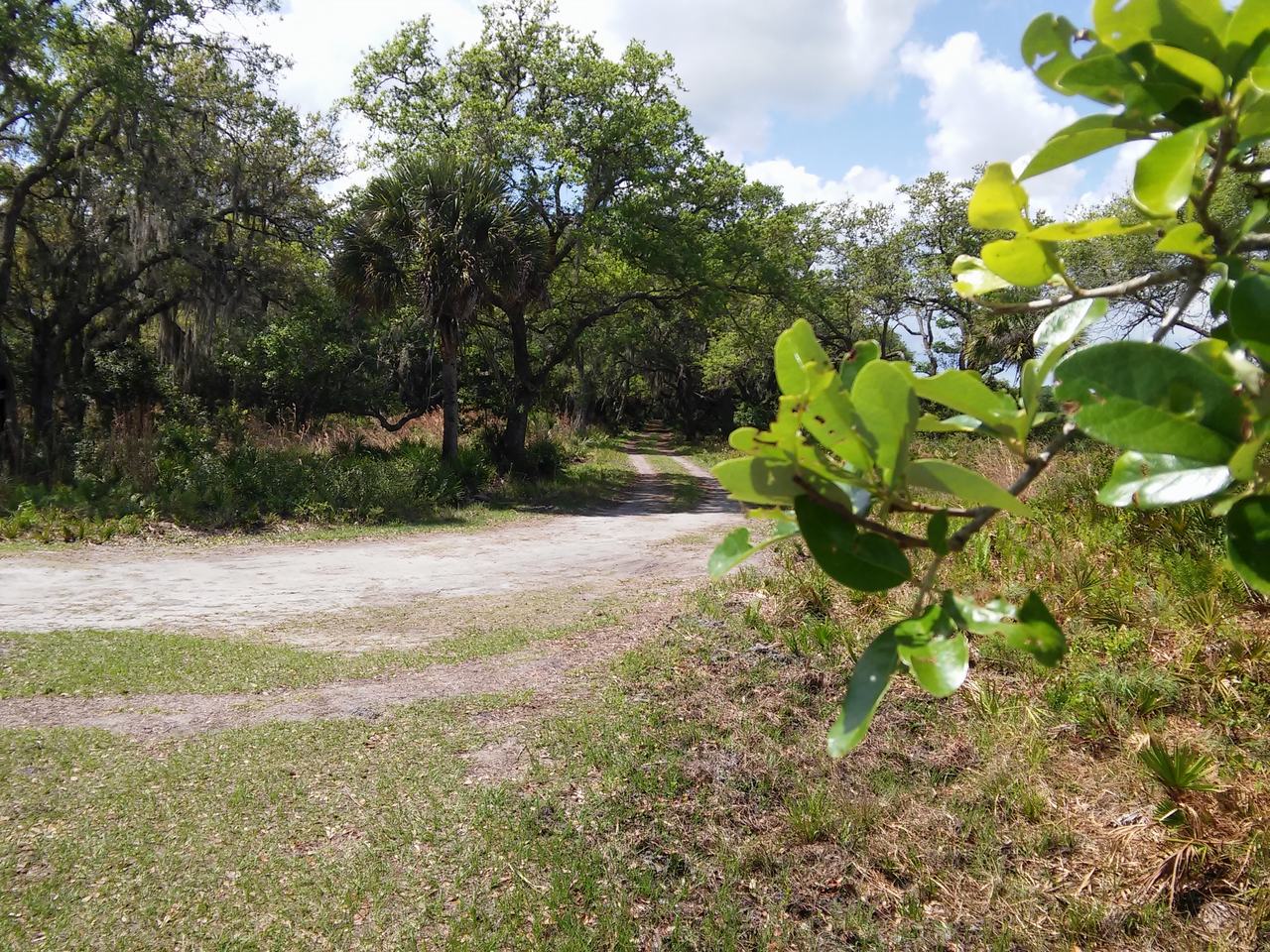 Lesní stezka v Myakka River State Park obklopená zelení a stromy, bez lidí.