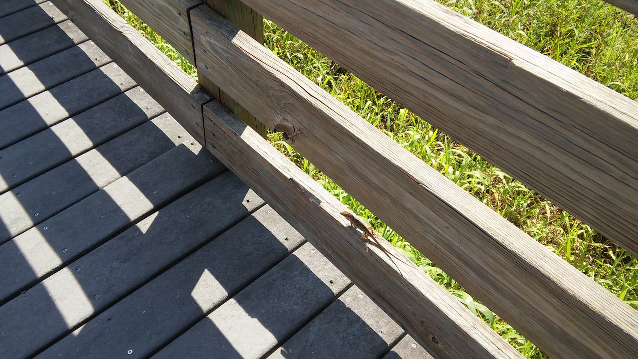 Ještěrka na dřevěném zábradlí vedle prkenné stezky v slunci