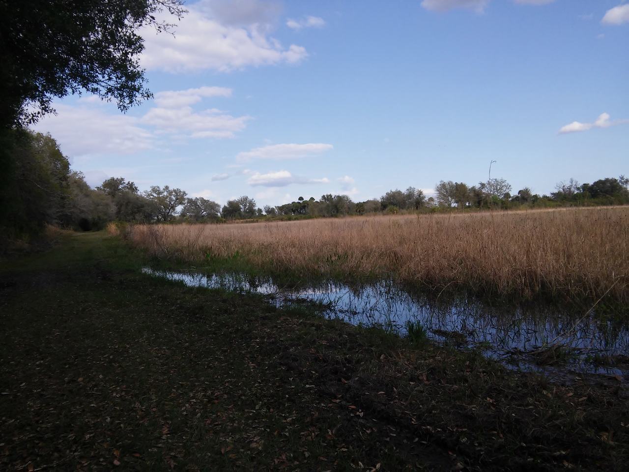 Travnatá stezka u mokřadu v Myakka River State Park pod modrou oblohou
