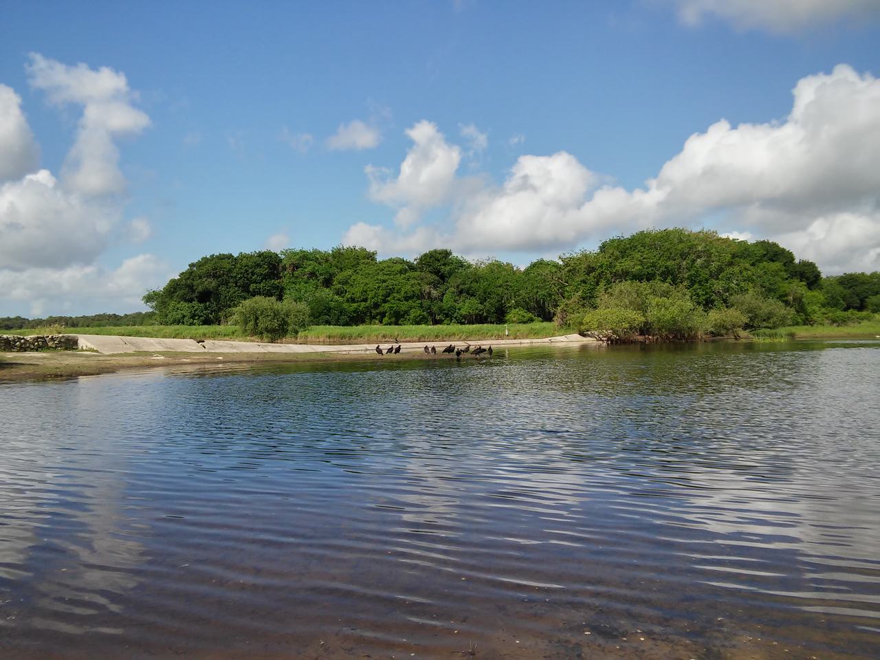 Klidná laguna v Myakka River State Park s několika ptáky na břehu