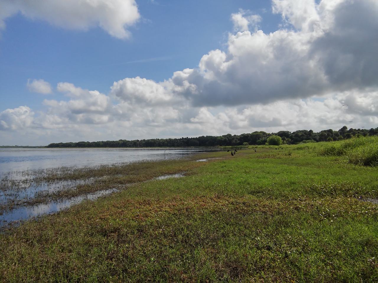 Travnaté břehy jezera v Myakka River State Park pod oblačnou oblohou.