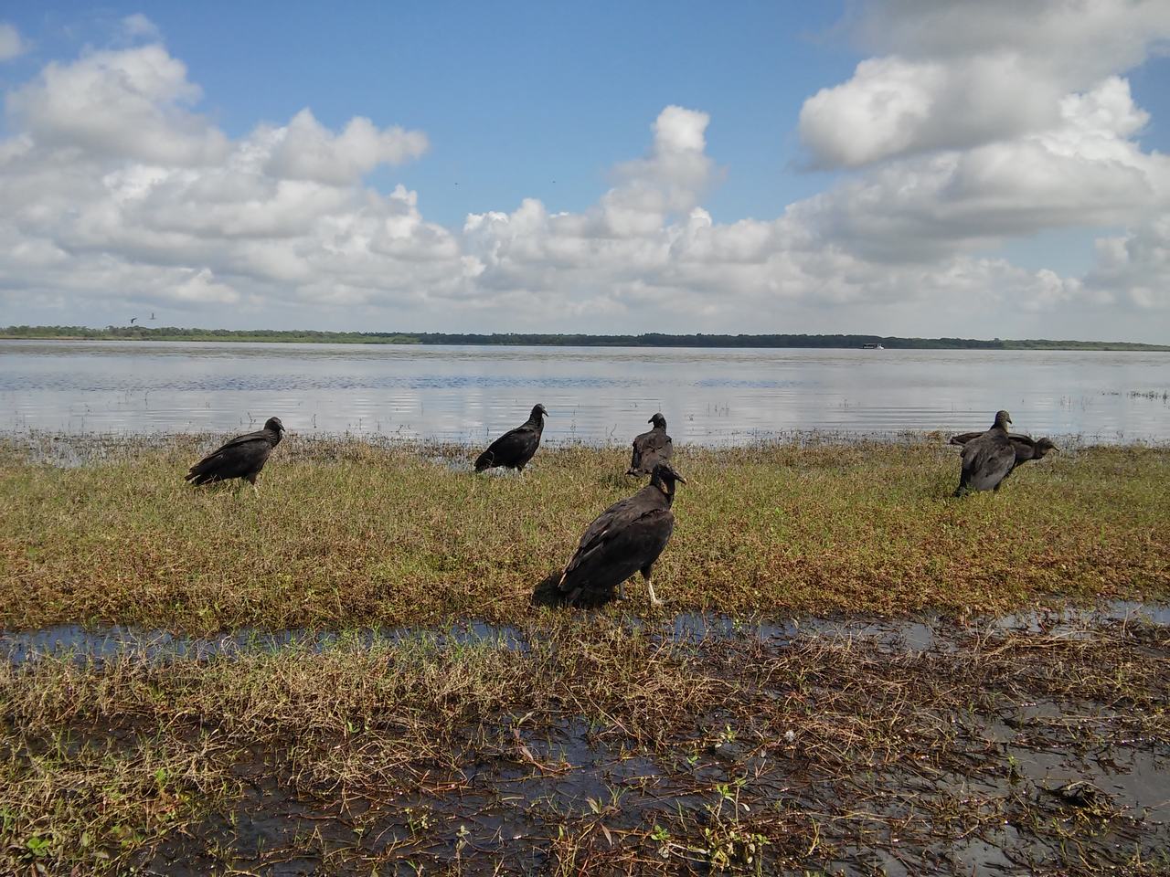 Pět černých ptáků stojí na travnatém břehu u rozlehlé vodní plochy.