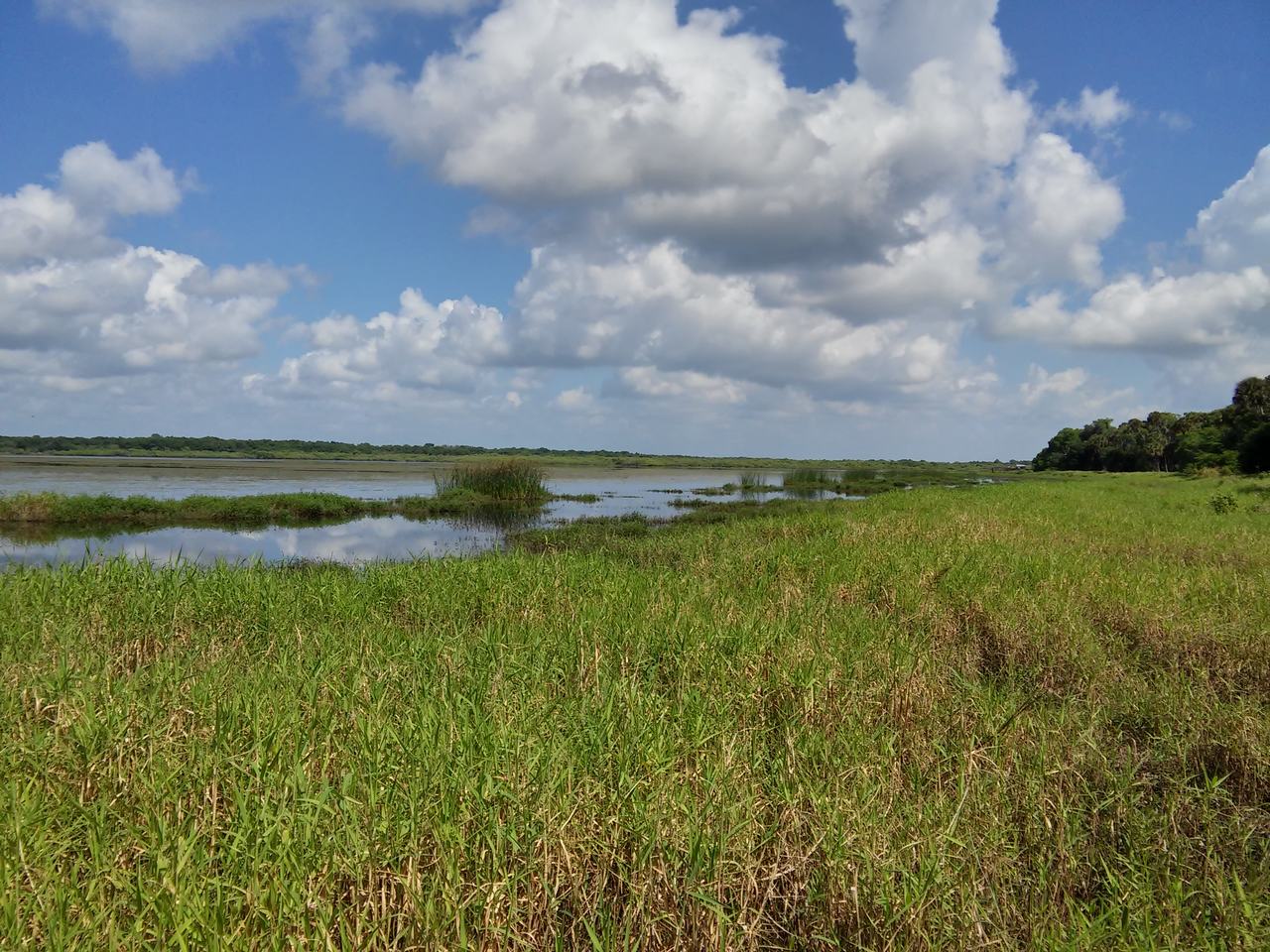 Travnaté mokřady Myakka River State Park pod oblačnou modrou oblohou