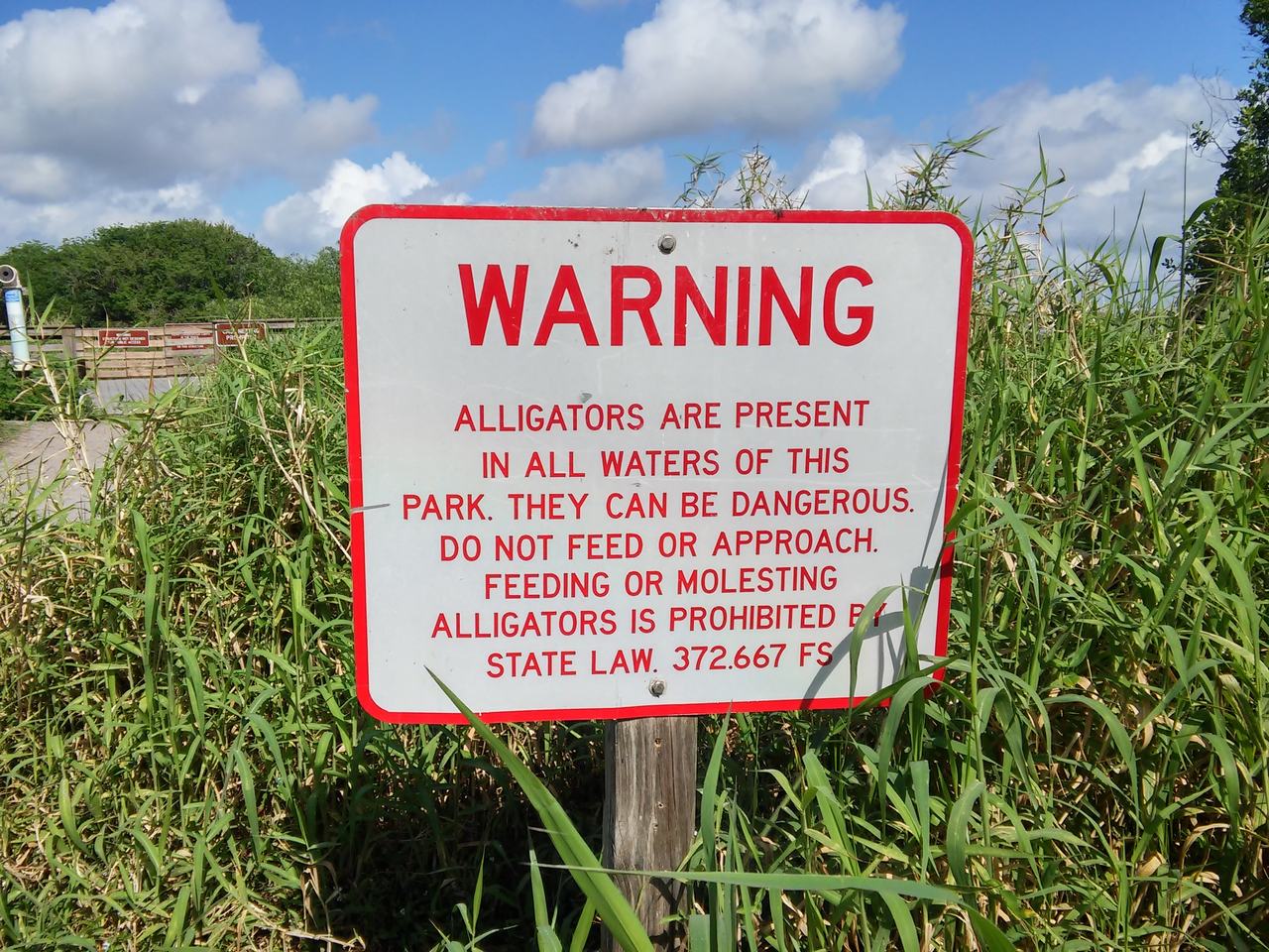 Varovná cedule s textem o aligátorech mezi vysokou trávou.