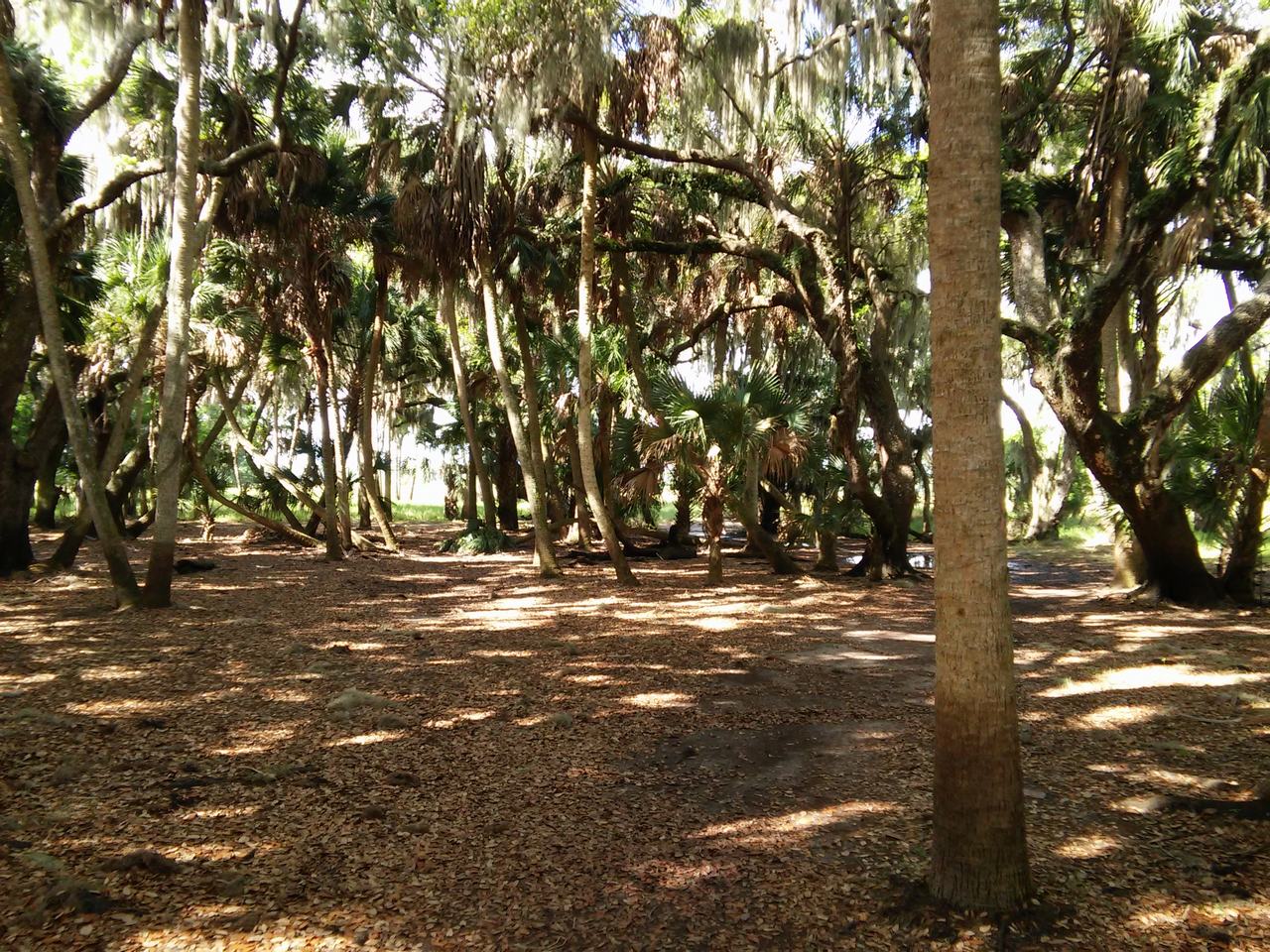 Stinný les s palmami a duby porostlými španělským mechem na Myakka River State Park