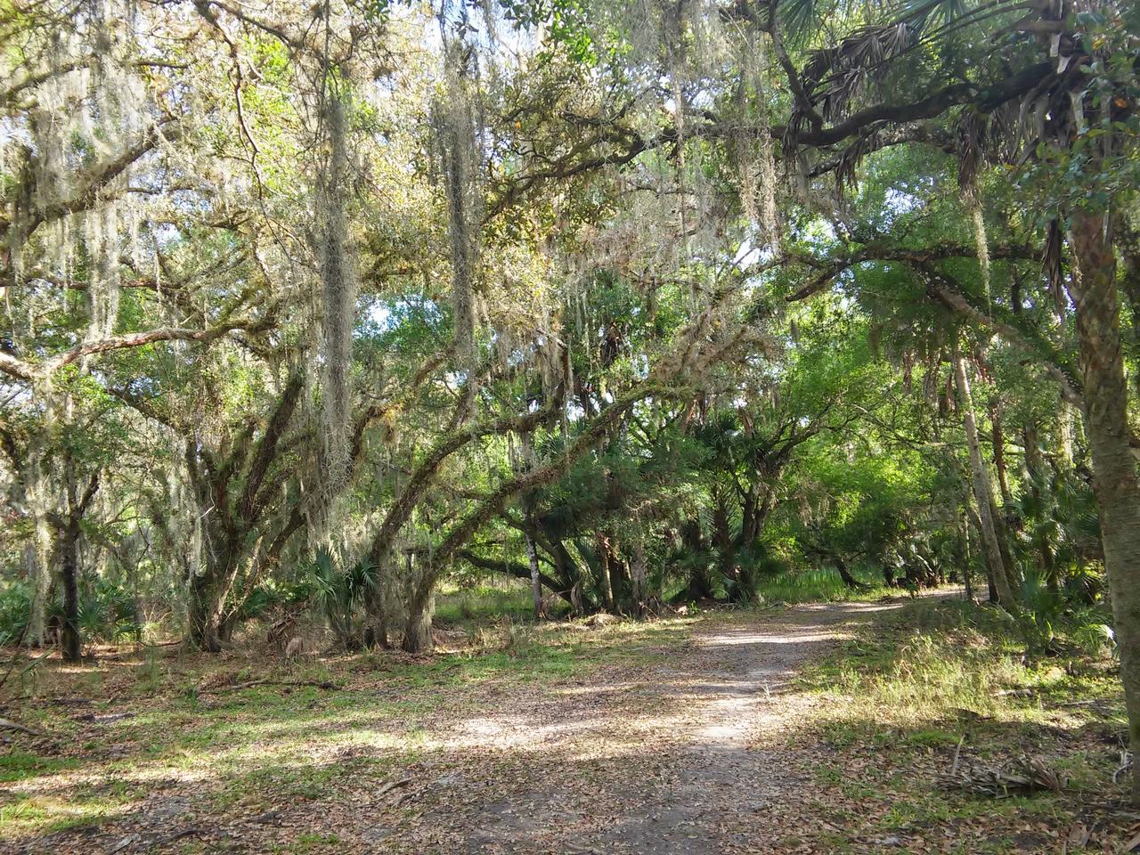 Lesní stezka v Myakka River State Park pod stromy se španělským mechem