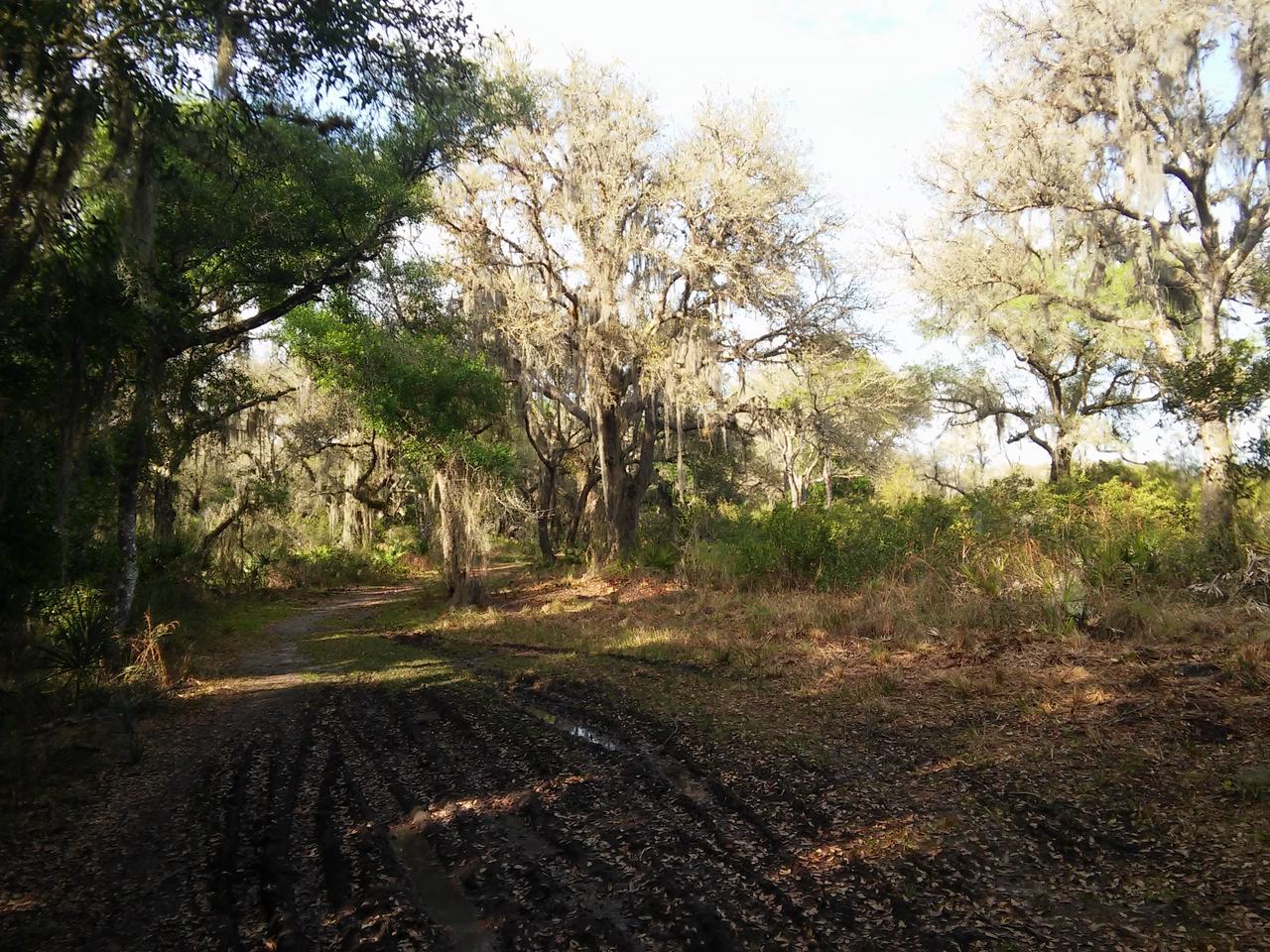 Lesní stezka v Myakka River State Park s vysokými stromy a španělským mechem