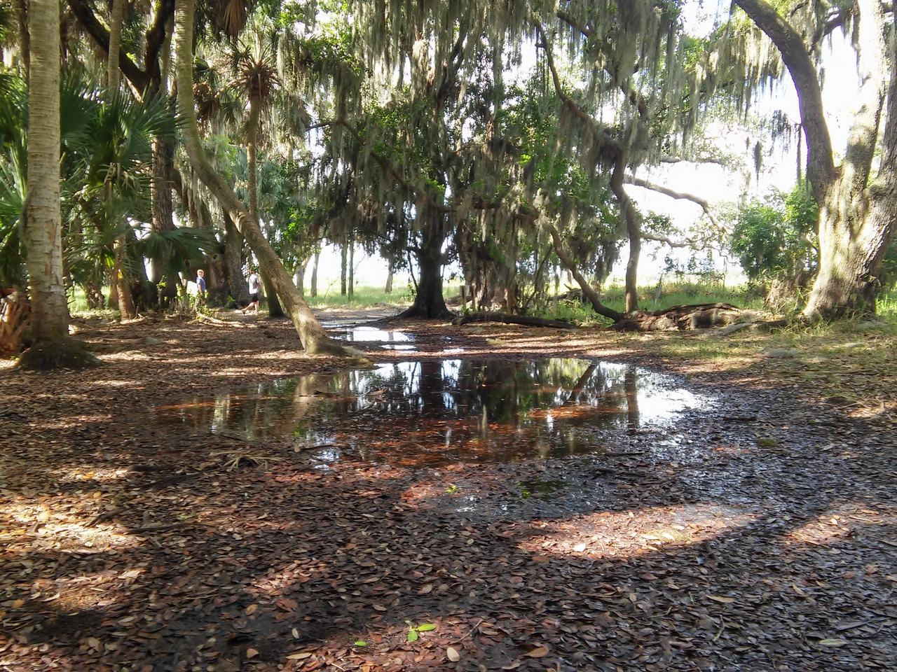 Zalesněná stezka v parku s kaluží a dvěma lidmi v pozadí