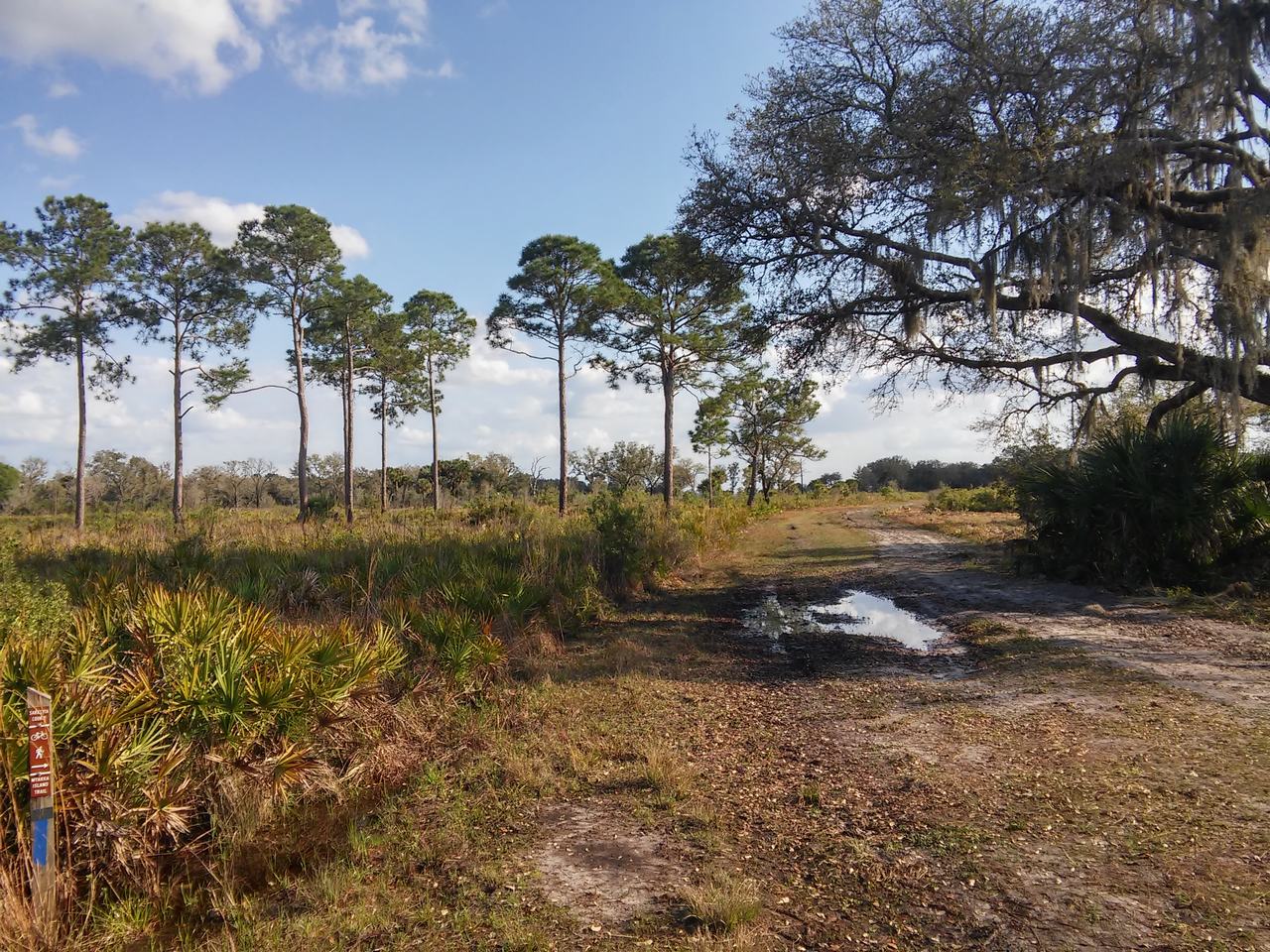 Slunečný bahnitý lesní chodník v Myakka River State Park s borovicemi a jezírkem.