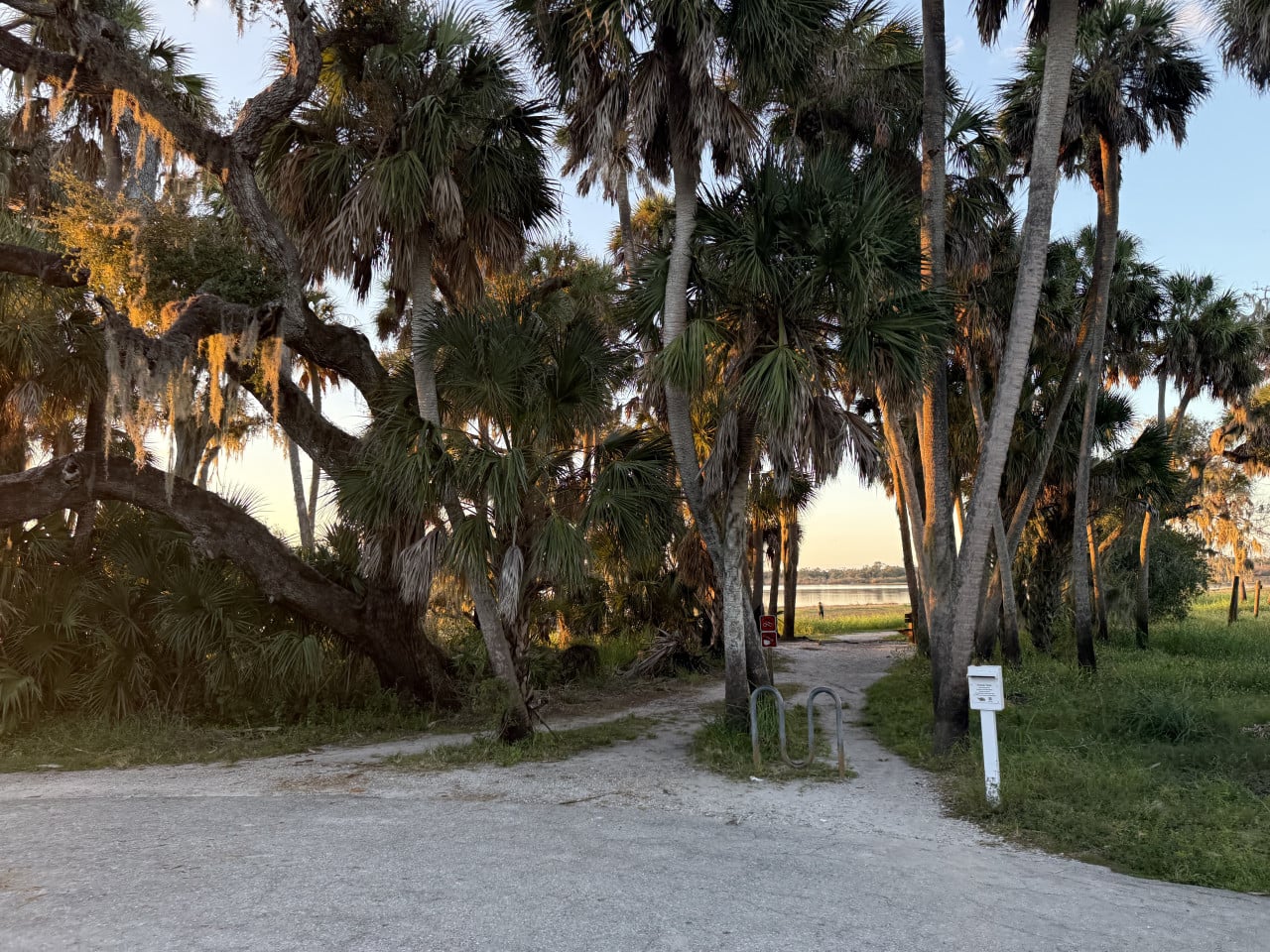 Cesta mezi palmami v Myakka River State Parku s výhledem na jezero při západu slunce