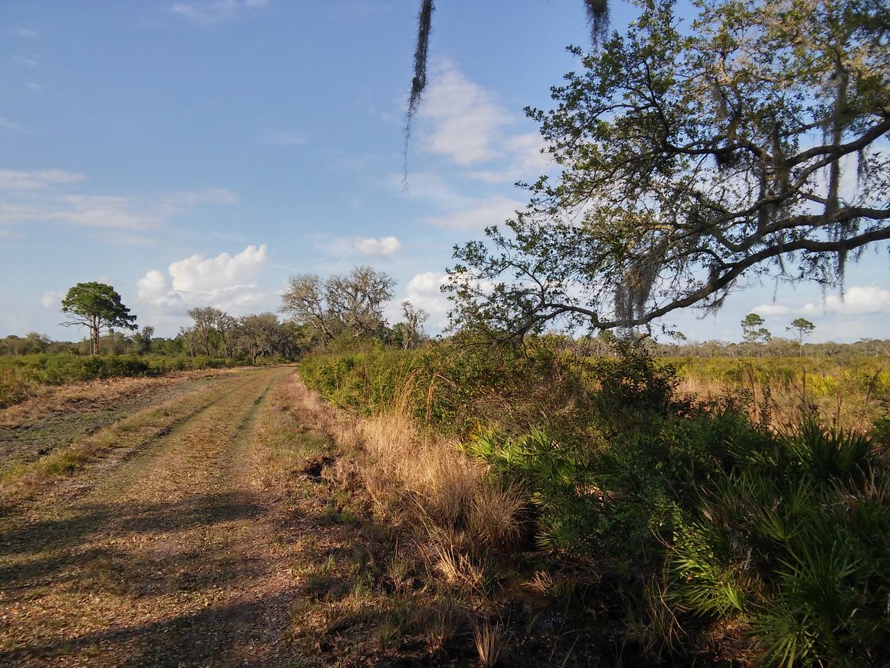 Štěrková cesta v travnaté floridské krajině s rozptýlenými stromy a modrou oblohou