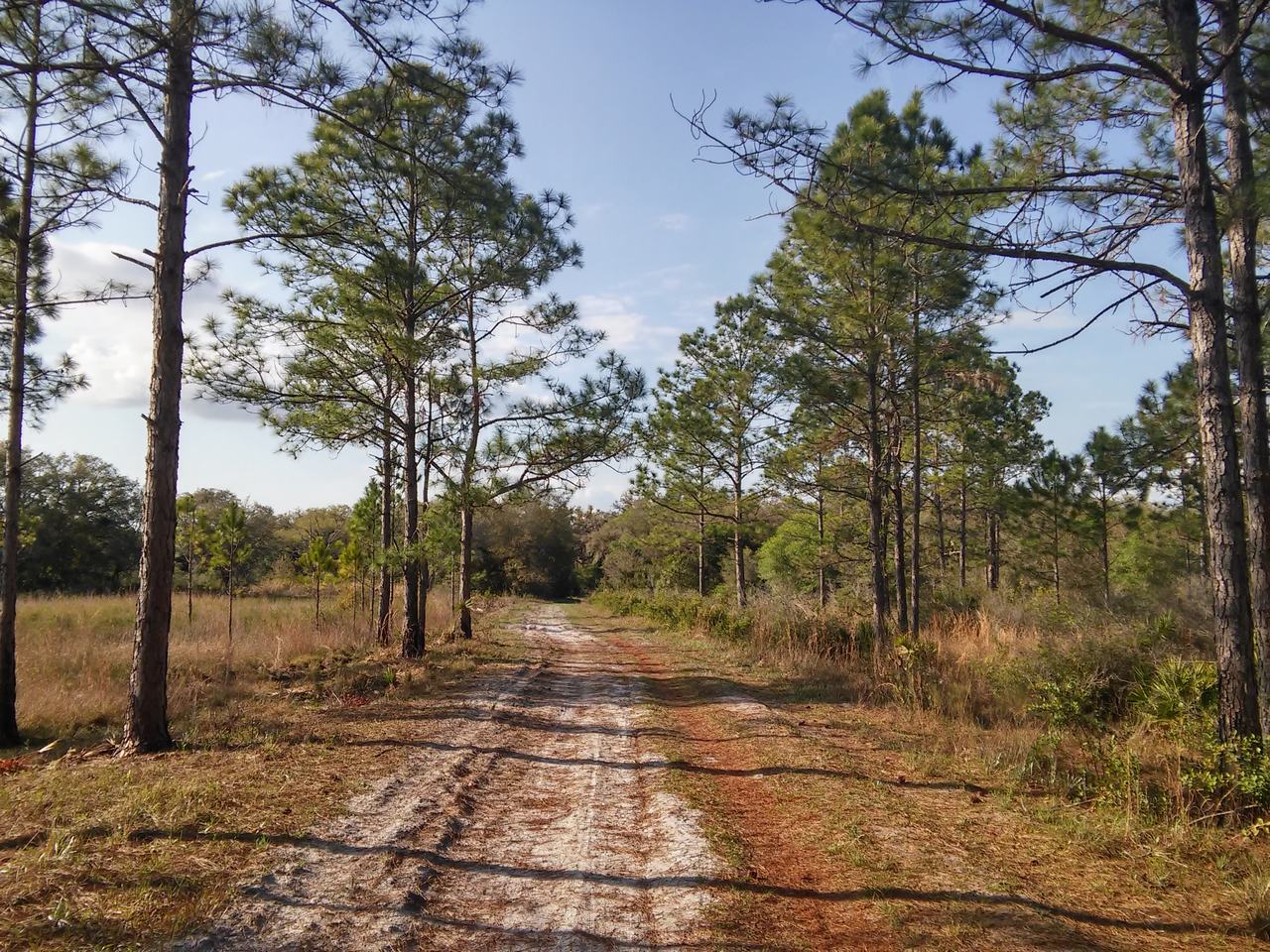Písčitá lesní cesta v parku mezi vysokými borovicemi a travnatými porosty.