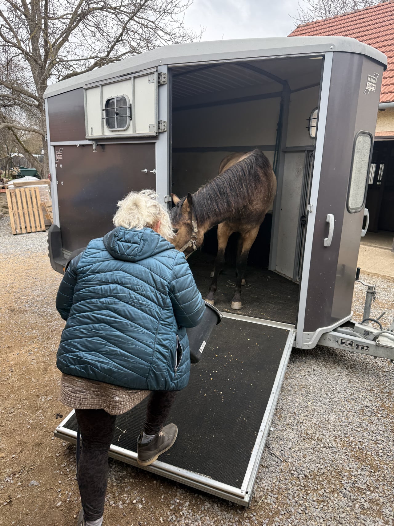 Žena nakládá hříbě do otevřeného koňského přepravníku