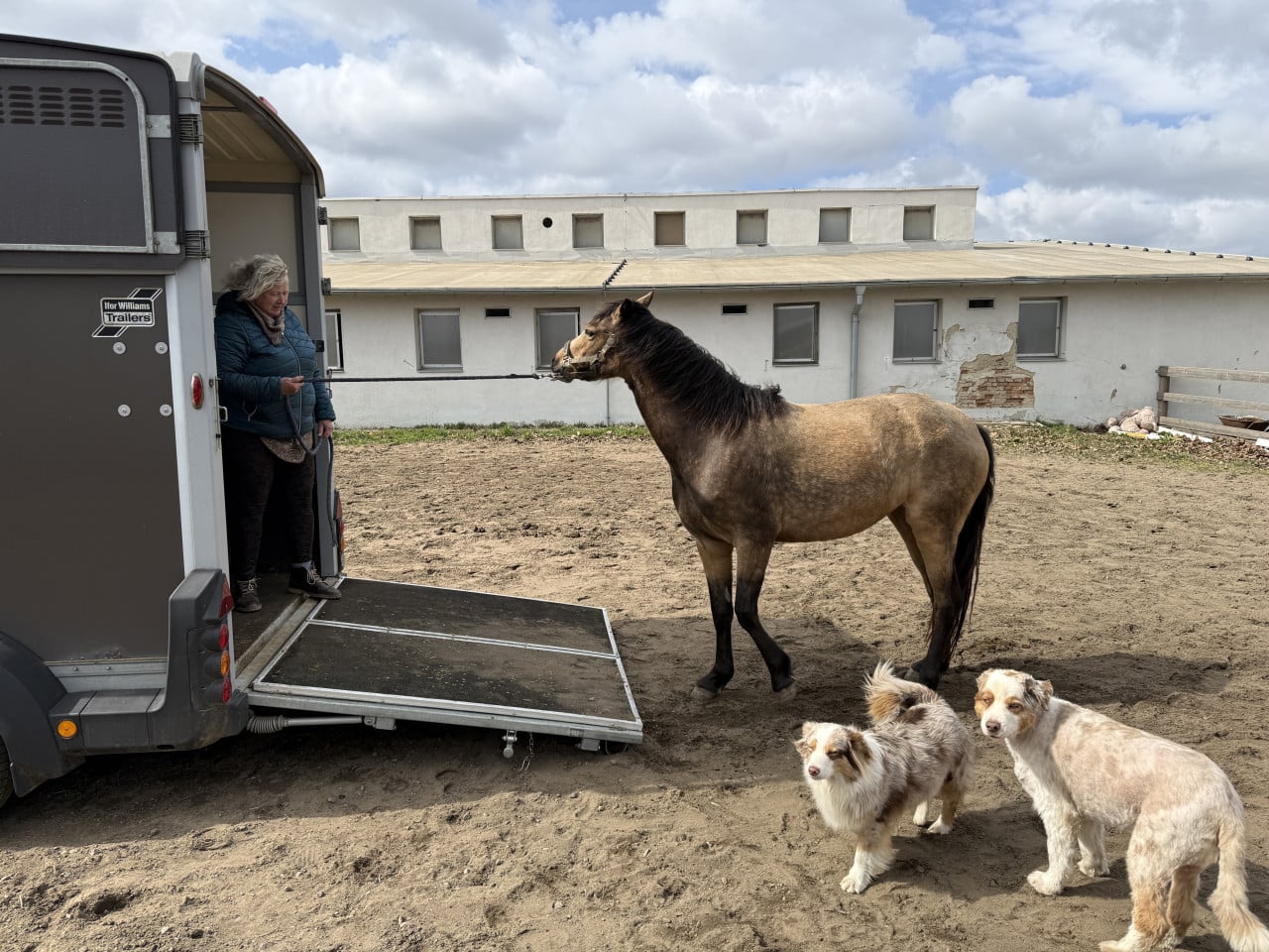 Jak jsme tři hodiny nakládali hříbě, které prostě nechtělo nastoupit – a co jsem se o přepravě koní dozvěděl