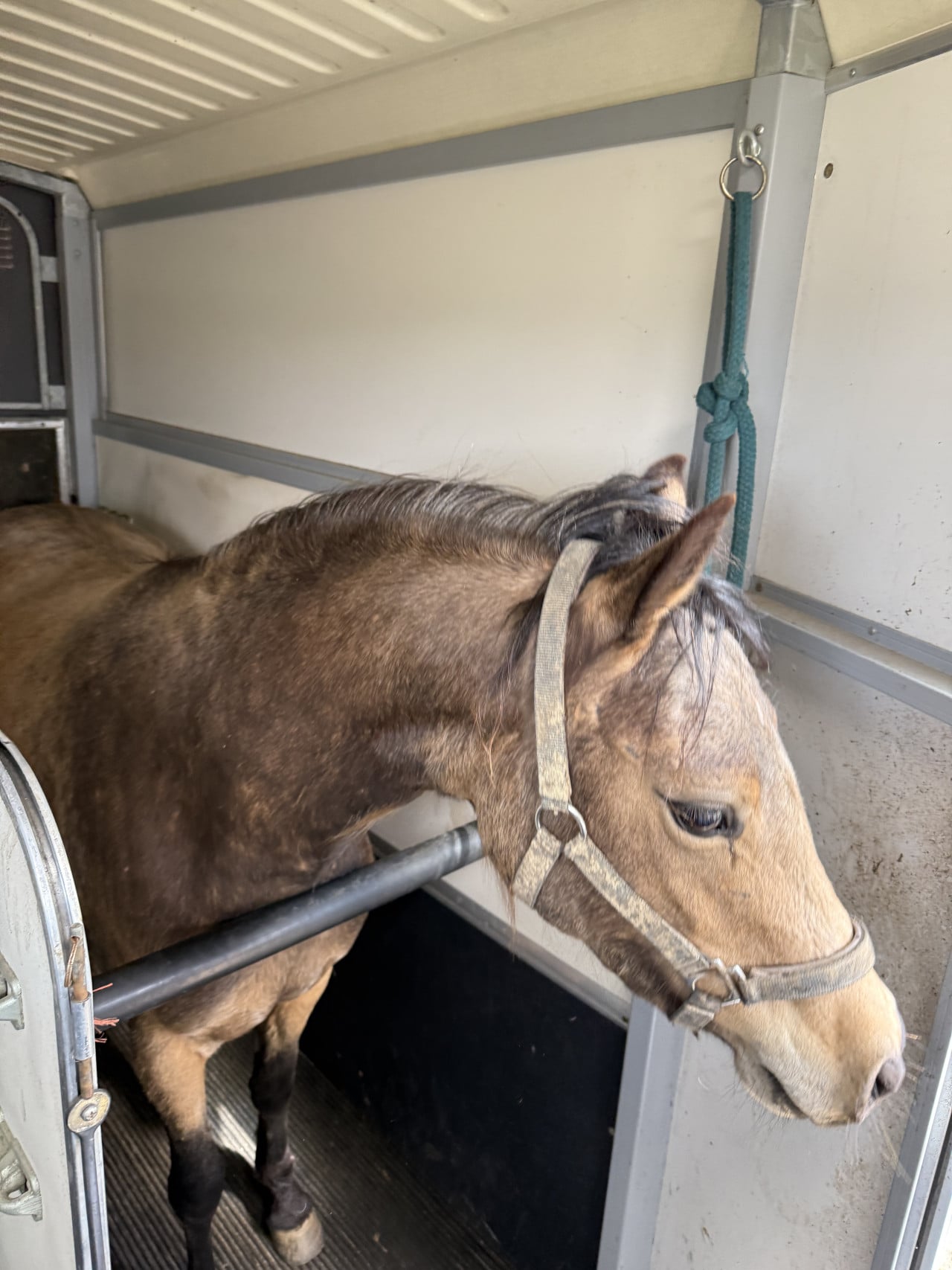 Hříbě v přepravníku s ohlávkou, otočené hlavou ven