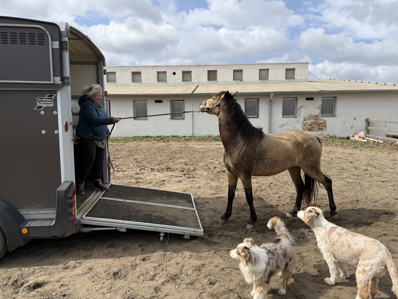 Žena vede hříbě k otevřenému přepravníku, kolem stojí tři psi.