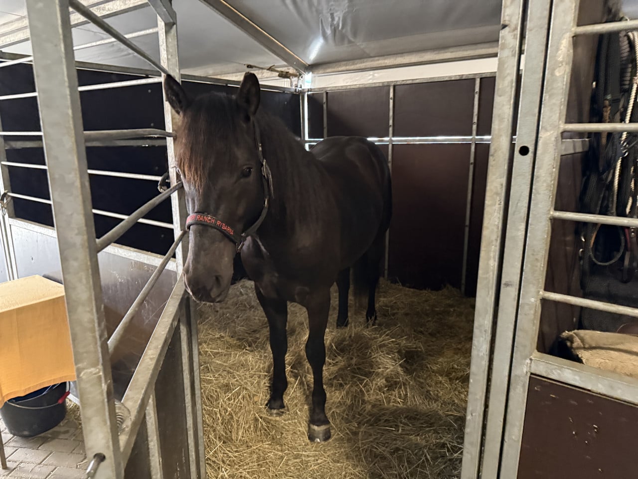 Tmavý kůň stojí ve stájovém boxu na slámě u kovových ohrádek.