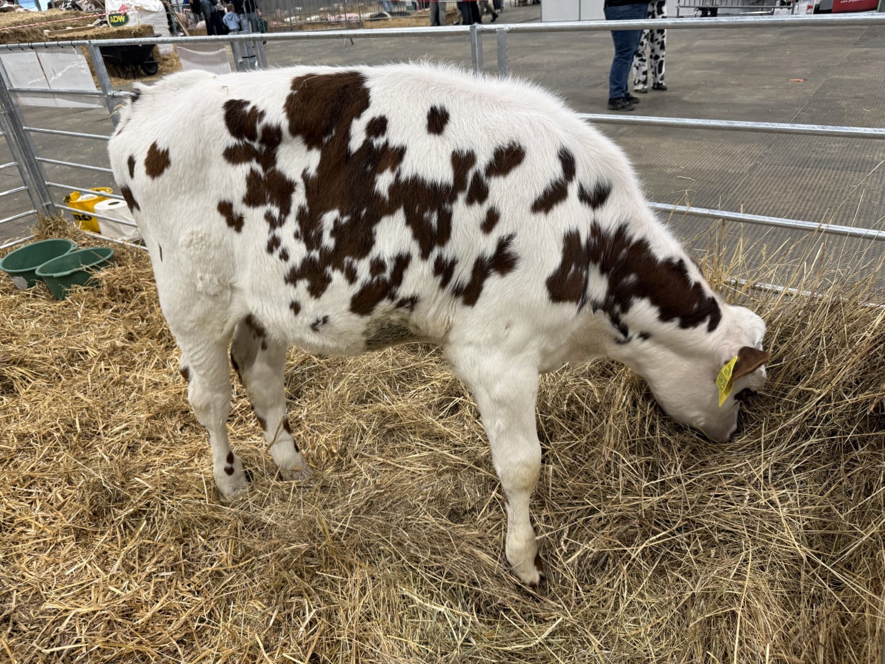 Strakaté bílohnědé tele žere seno v ohrádce na výstavě.