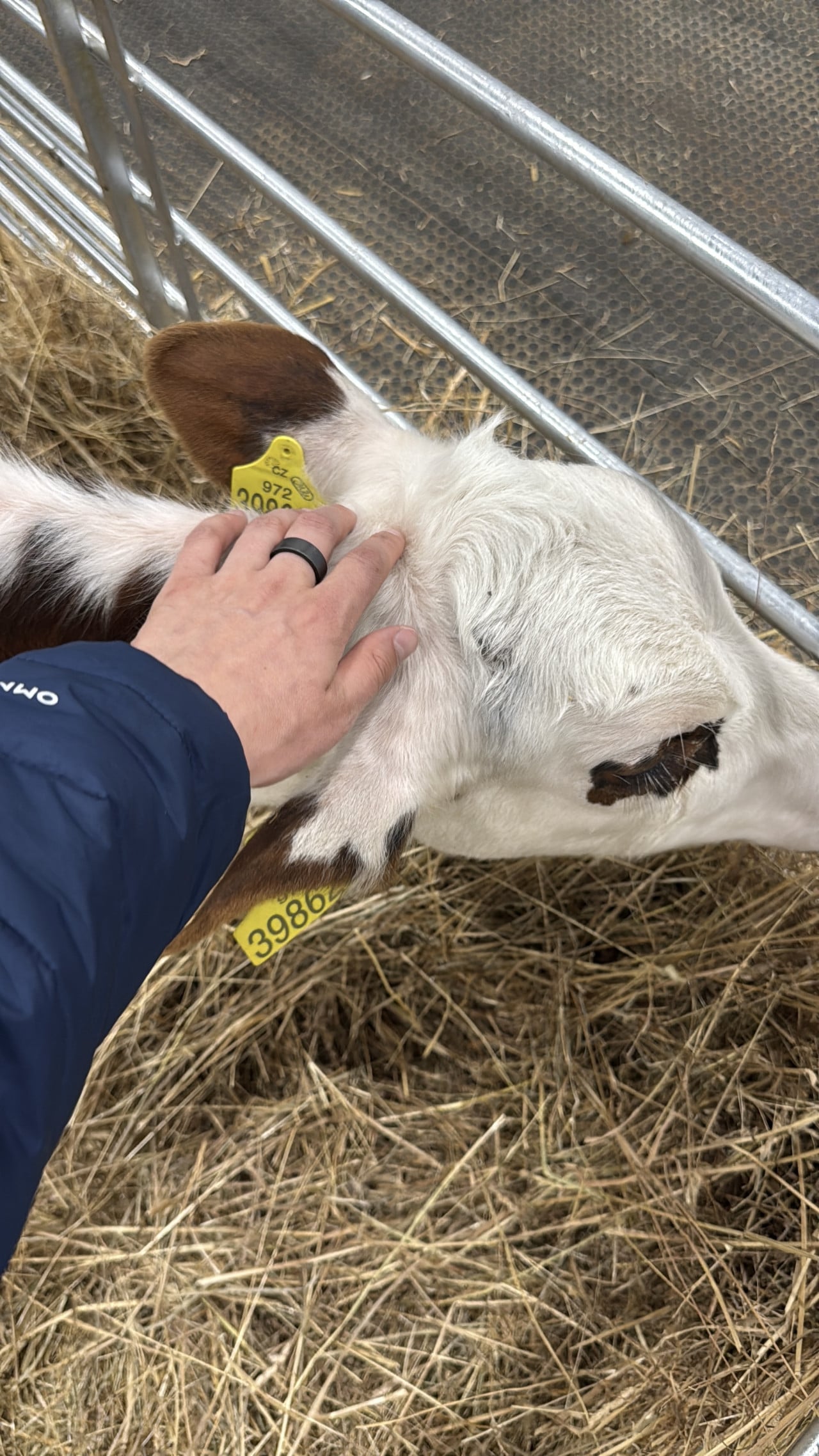 Ruka hladí bílé tele s ušními značkami ve stáji na slámě