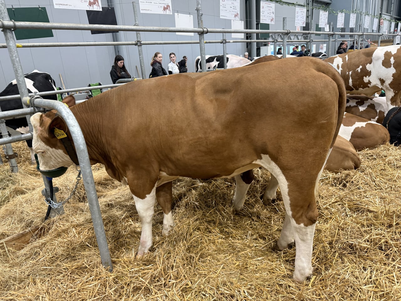Hnědobílý býk ve stáji na slámě, kolem něj další krávy a návštěvníci výstavy