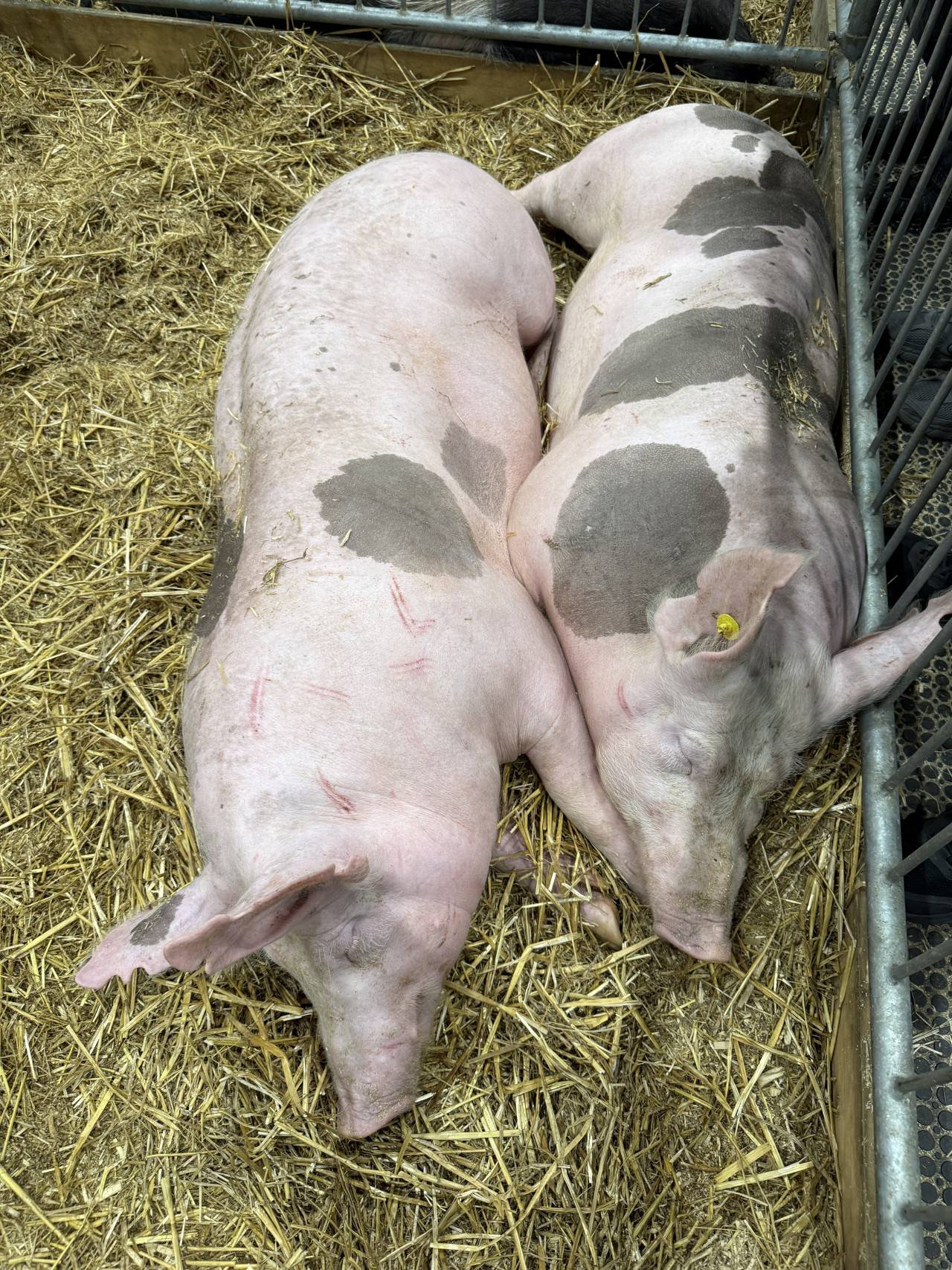 Dva skvrnitá prasata spí těsně vedle sebe ve slámě v ohrádce.