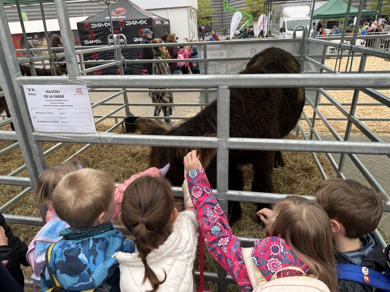 Děti ve školní skupině hladí huňatého hnědého koně v ohrádce na výstavě.