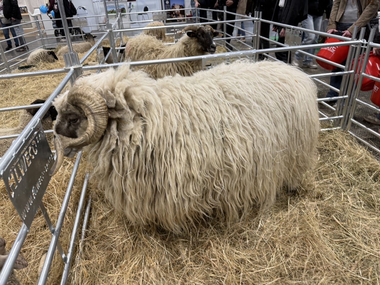 Ovce s dlouhou vlnou a rohatý beran v ohrádce na výstavě zvířat