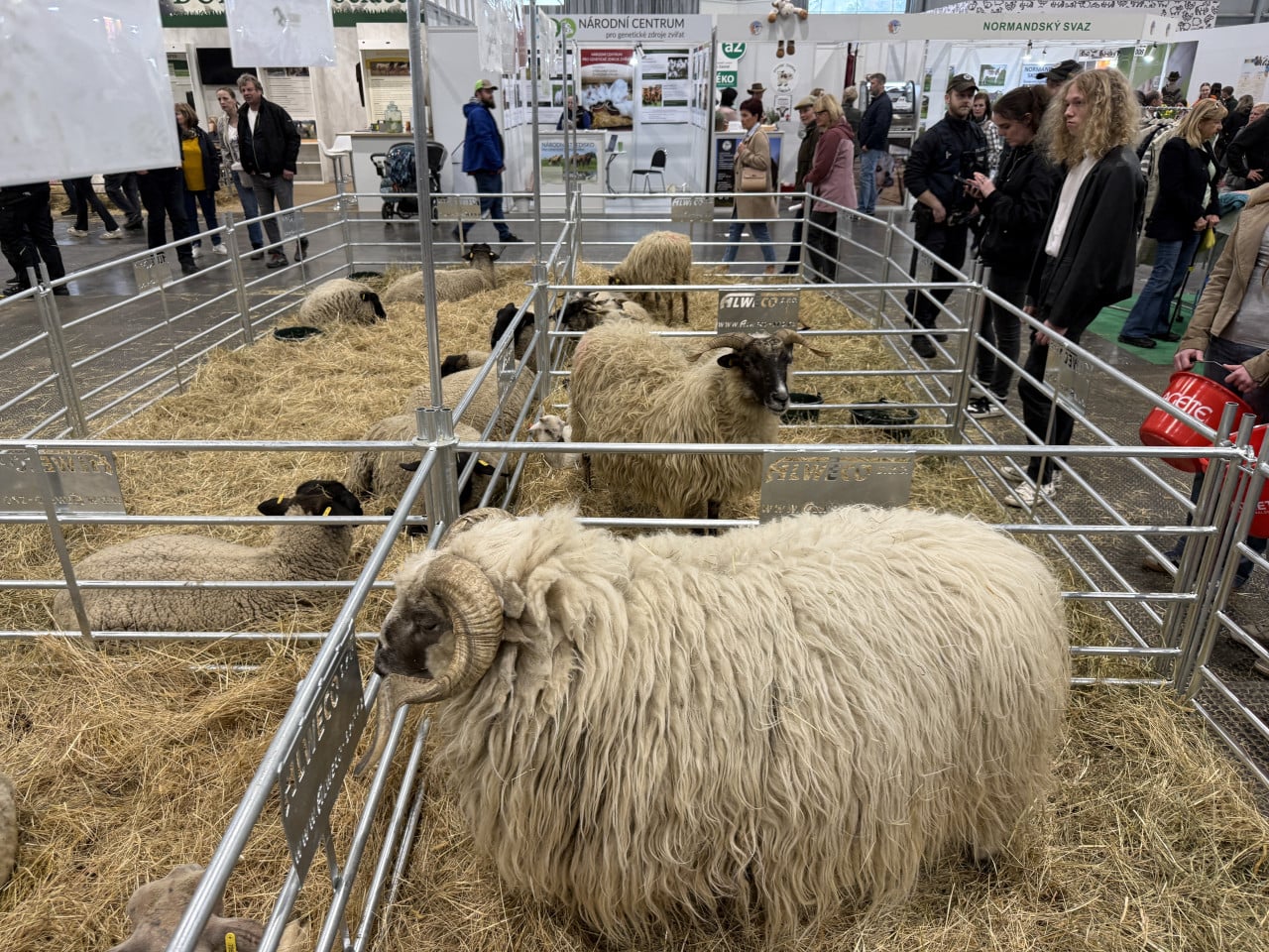 Ovce a beran v ohrádce na výstavě, kolem stojí návštěvníci.