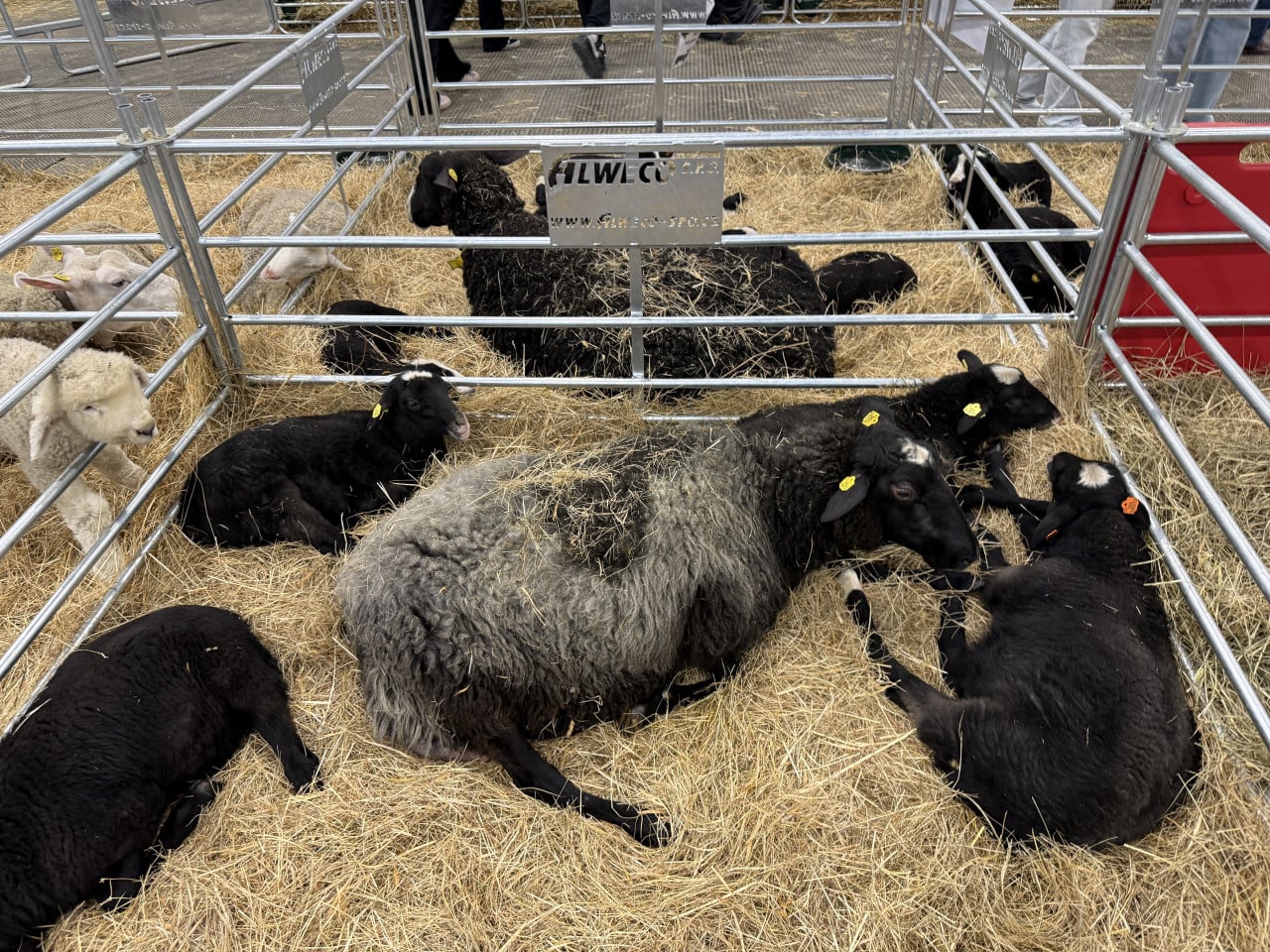 Ovce a jehňata leží na slámě v kovovém výběhu na výstavě.