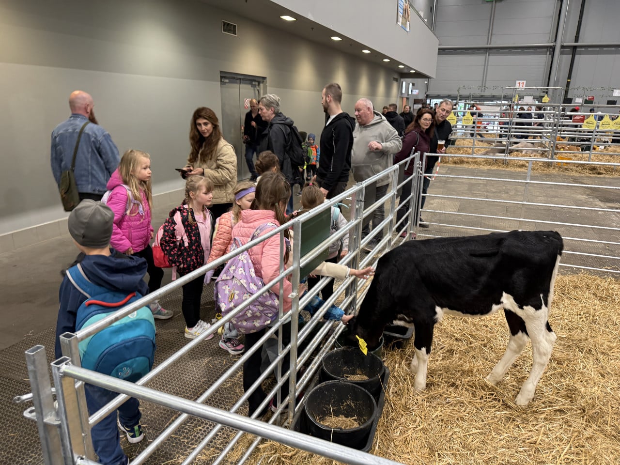 Děti a dospělí u ohrady krmí černobílé tele na výstavě.