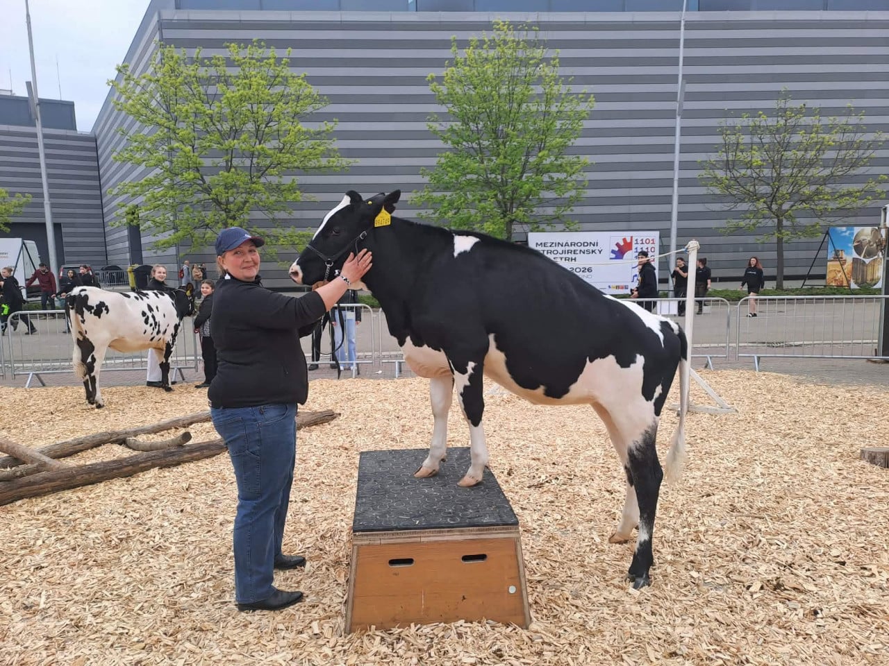 Žena hladí černobílou krávu na podiu před výstavištěm v Brně.