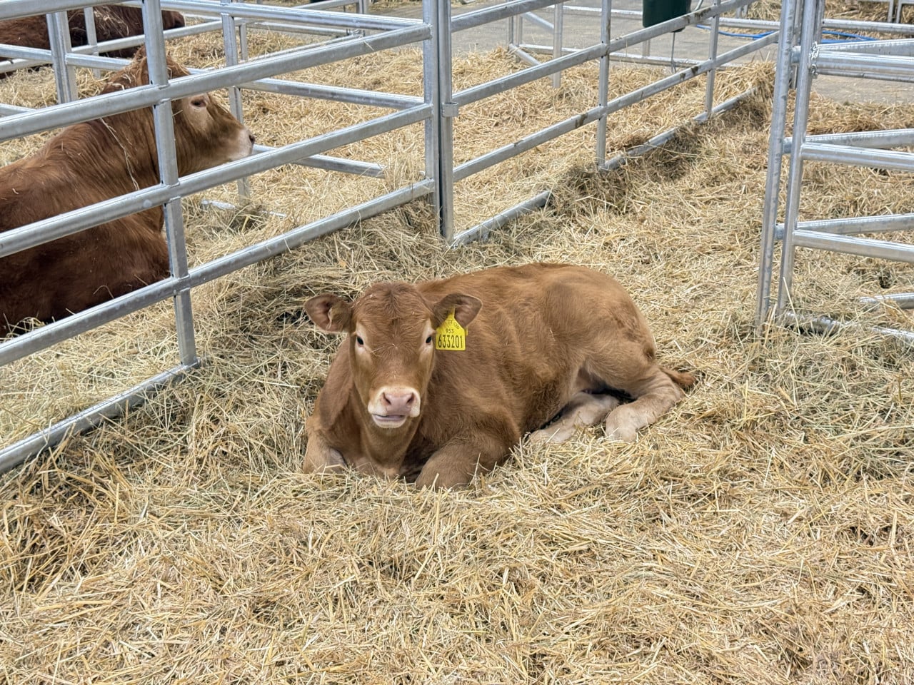 Hnědé tele s číslem 633201 leží ve slámě v kovovém ohradníku.